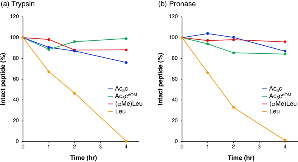 A chart demonstrating the degradation of peptides and amino acids.