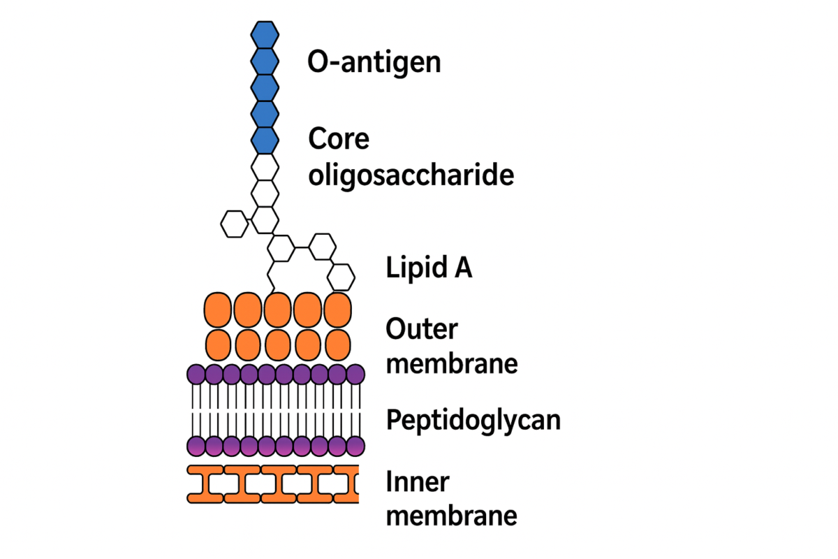 Endotoxin and LPS structure